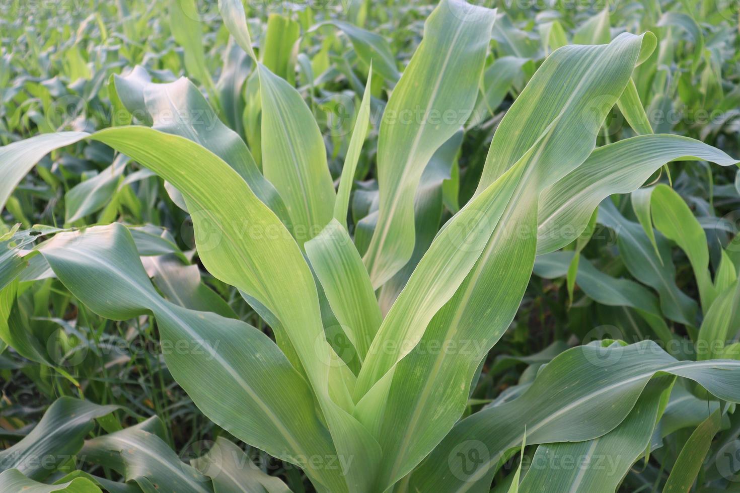 Árvore de milho verde firme no campo foto