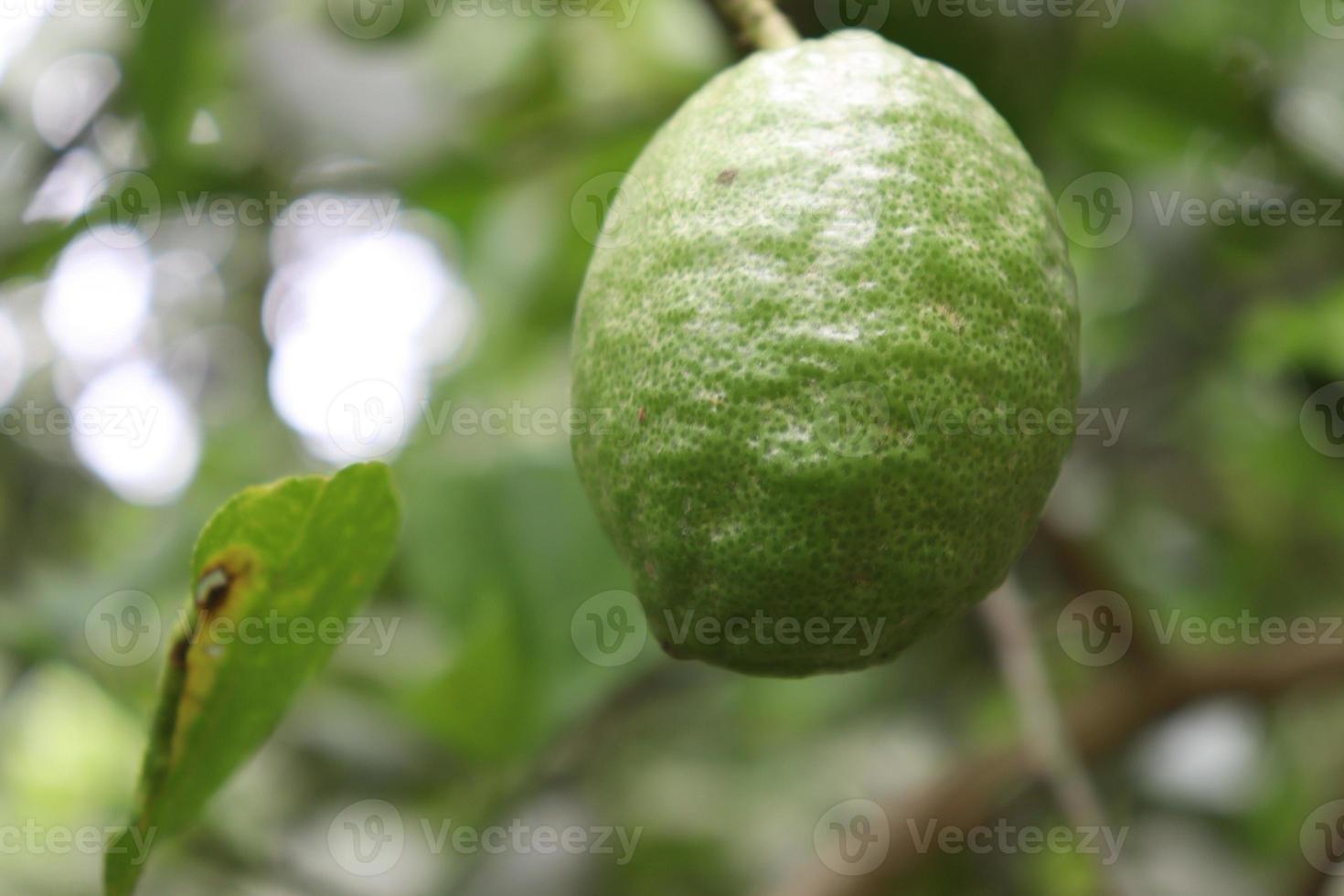 limão na árvore da fazenda foto