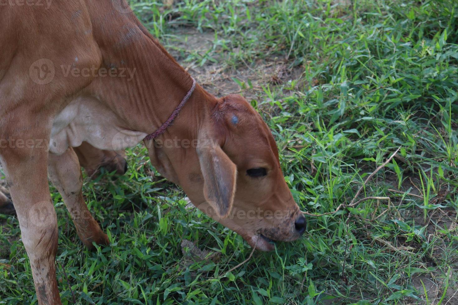 vaca marrom comendo grama foto