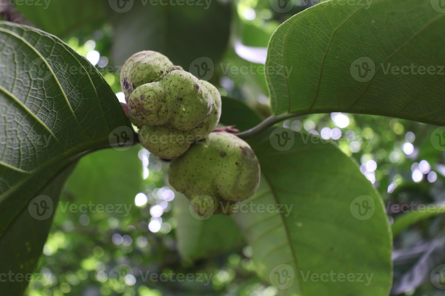 estoque verde fresco de artocarpus lacucha na árvore foto