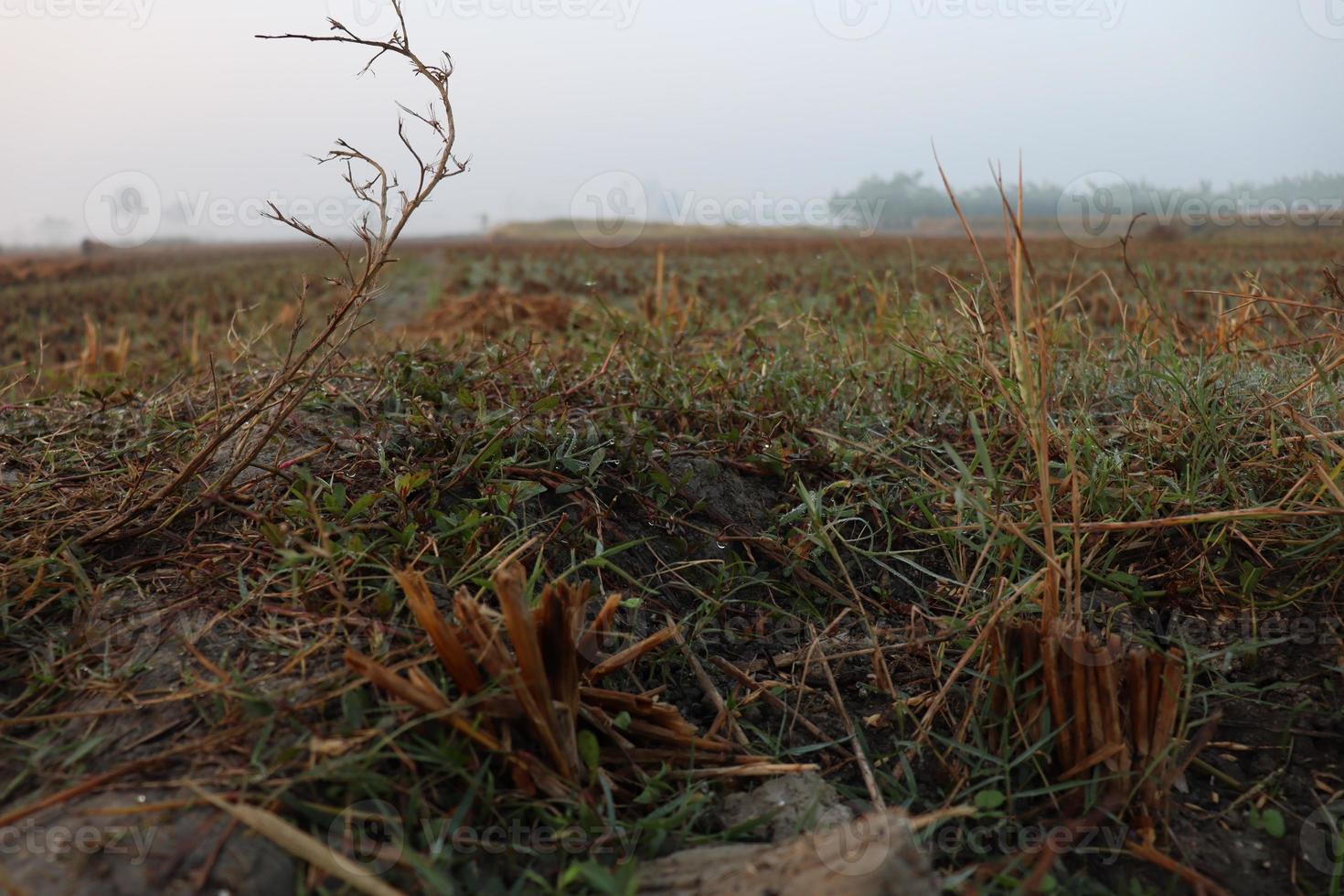 estoque de grama verde no campo foto