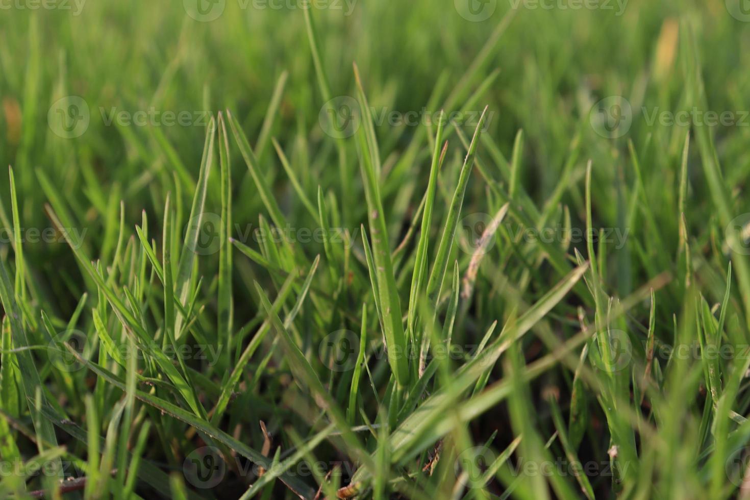 estoque de grama verde no campo foto