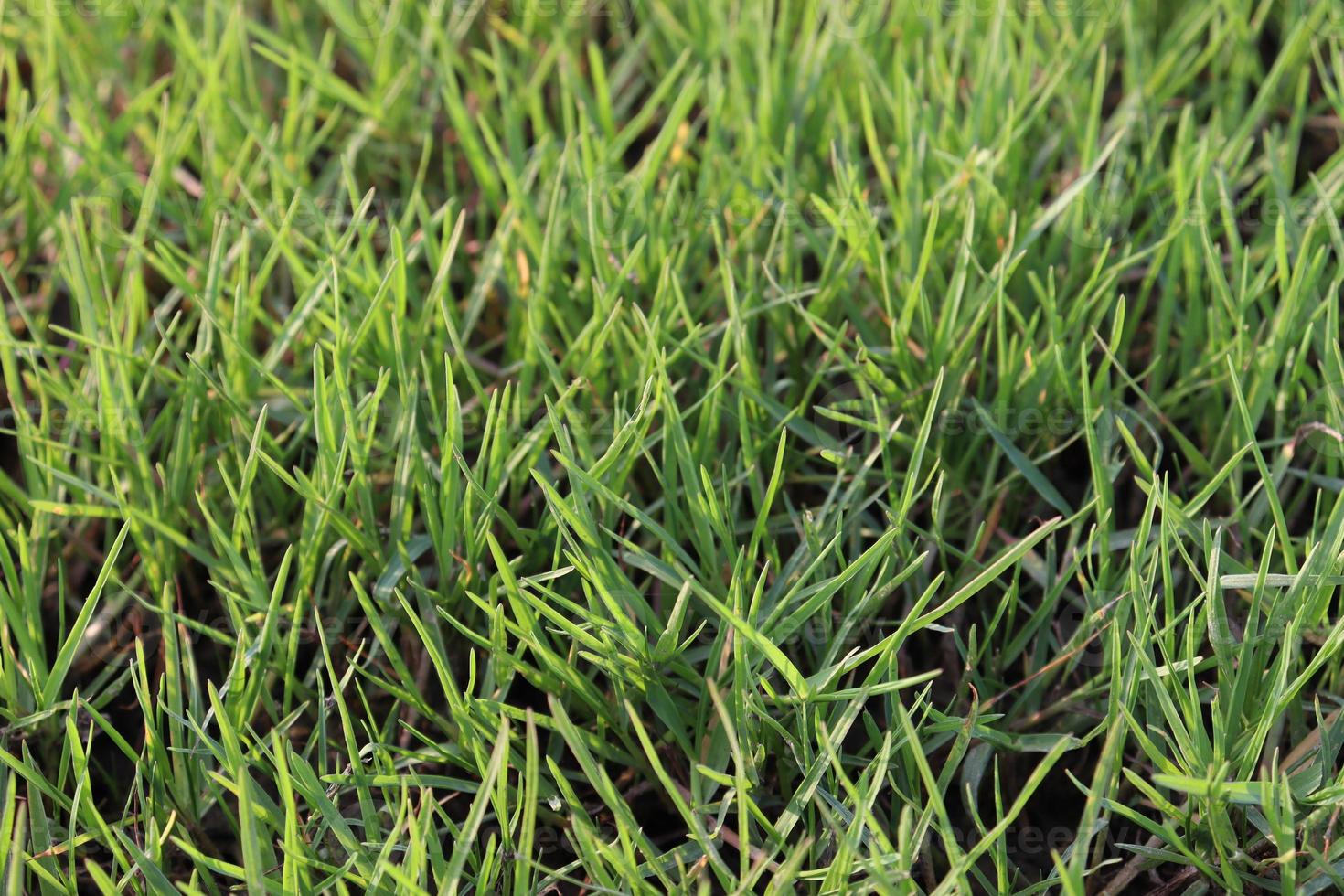 estoque de grama verde no campo foto