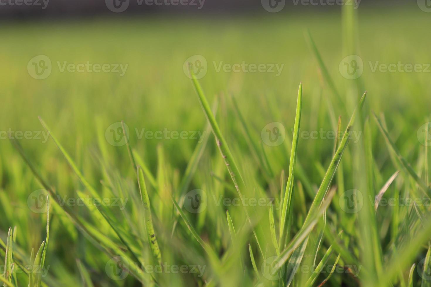 estoque de grama verde no campo foto