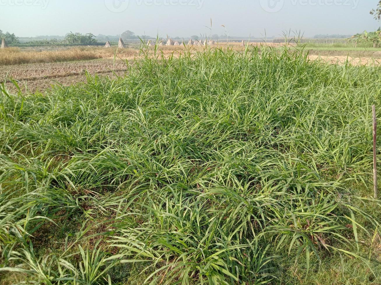 estoque de grama verde no campo foto