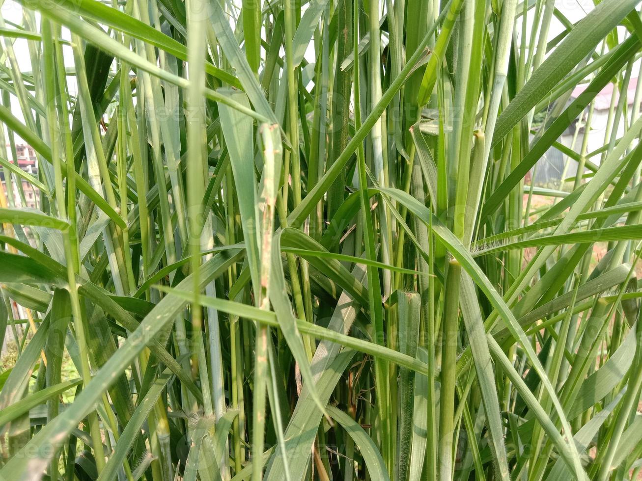 vista da árvore do arroz verde foto