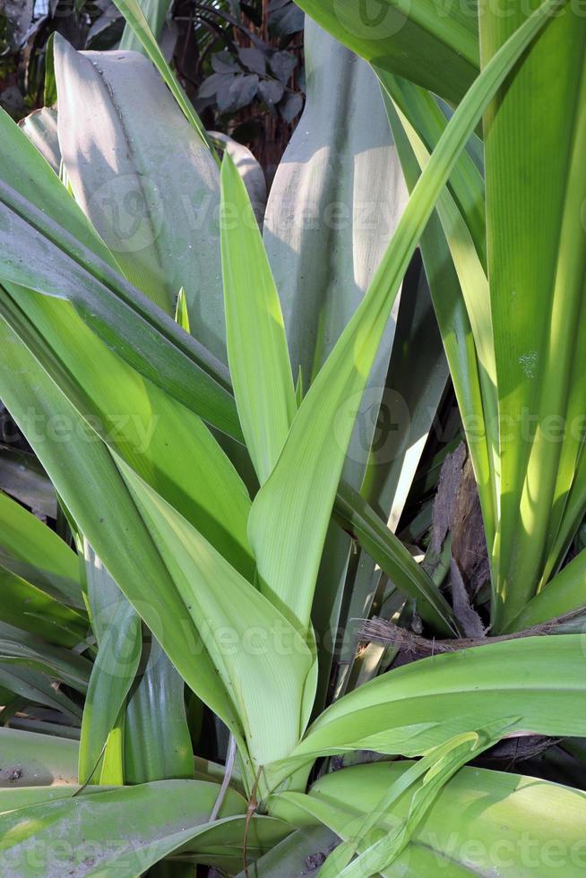 estoque de folhas de cor verde no jardim foto