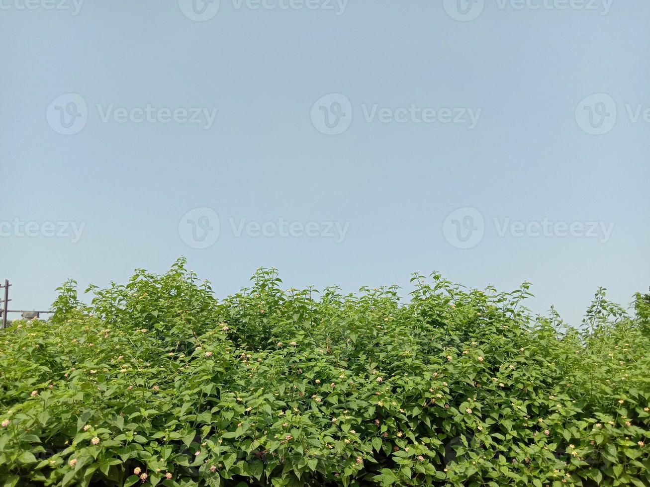 céu azul com bela vista verde da natureza foto