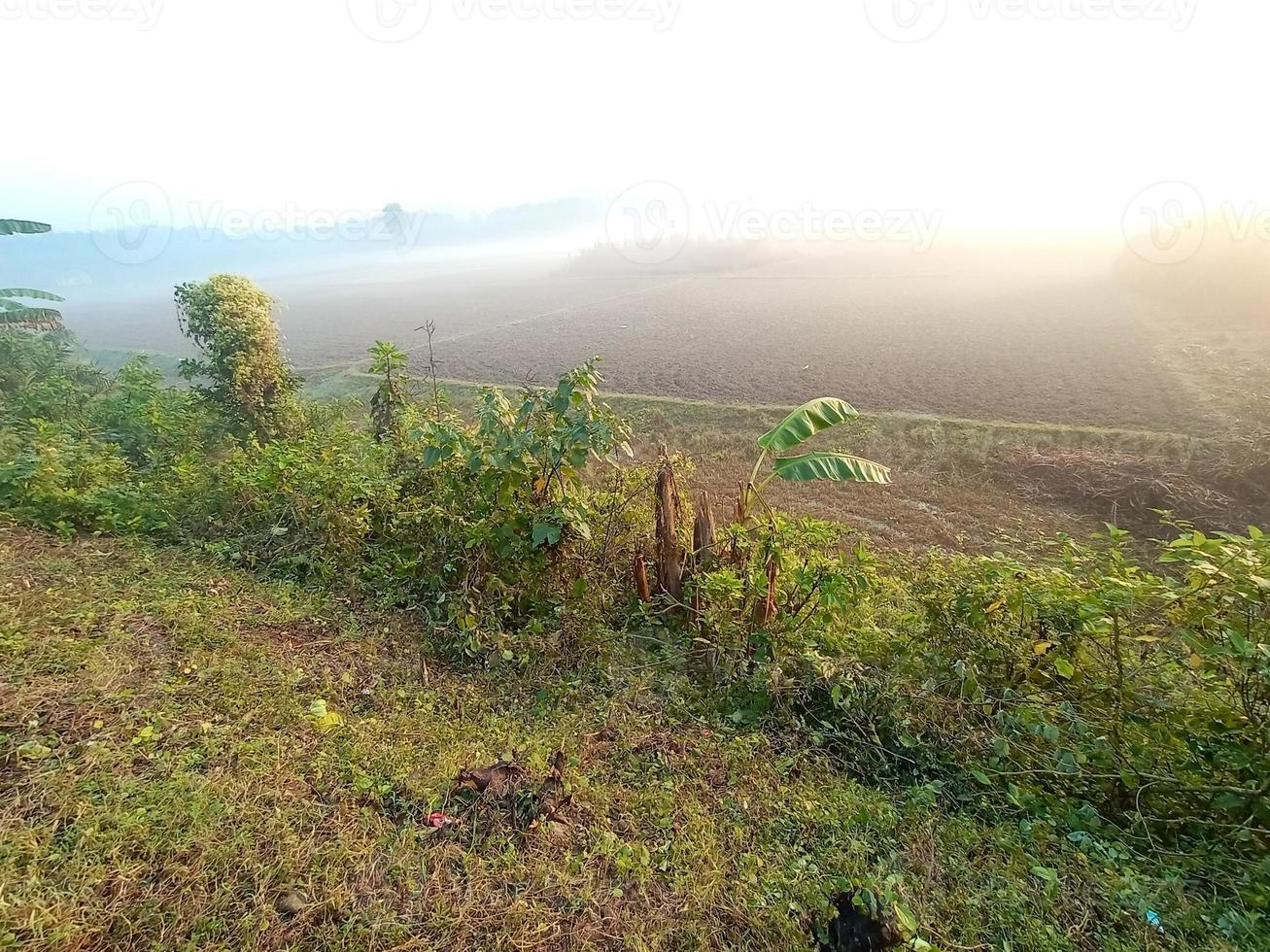 campo verde e céu cinza foto