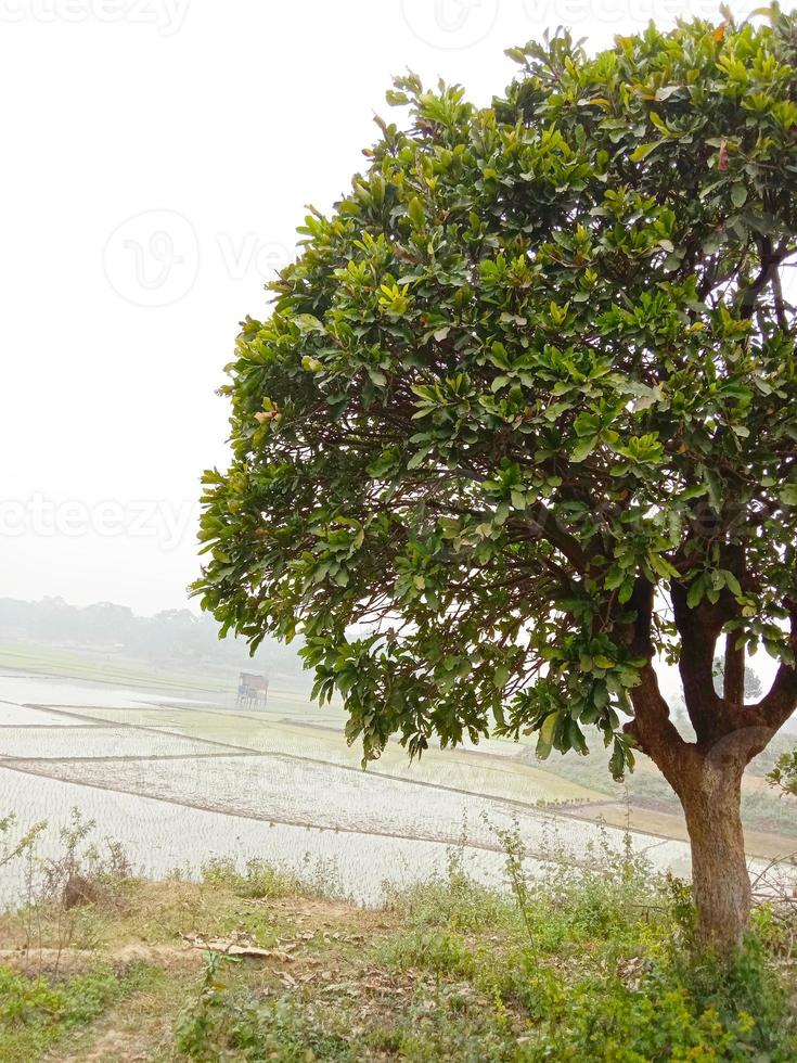 pântanos com árvore pela manhã foto