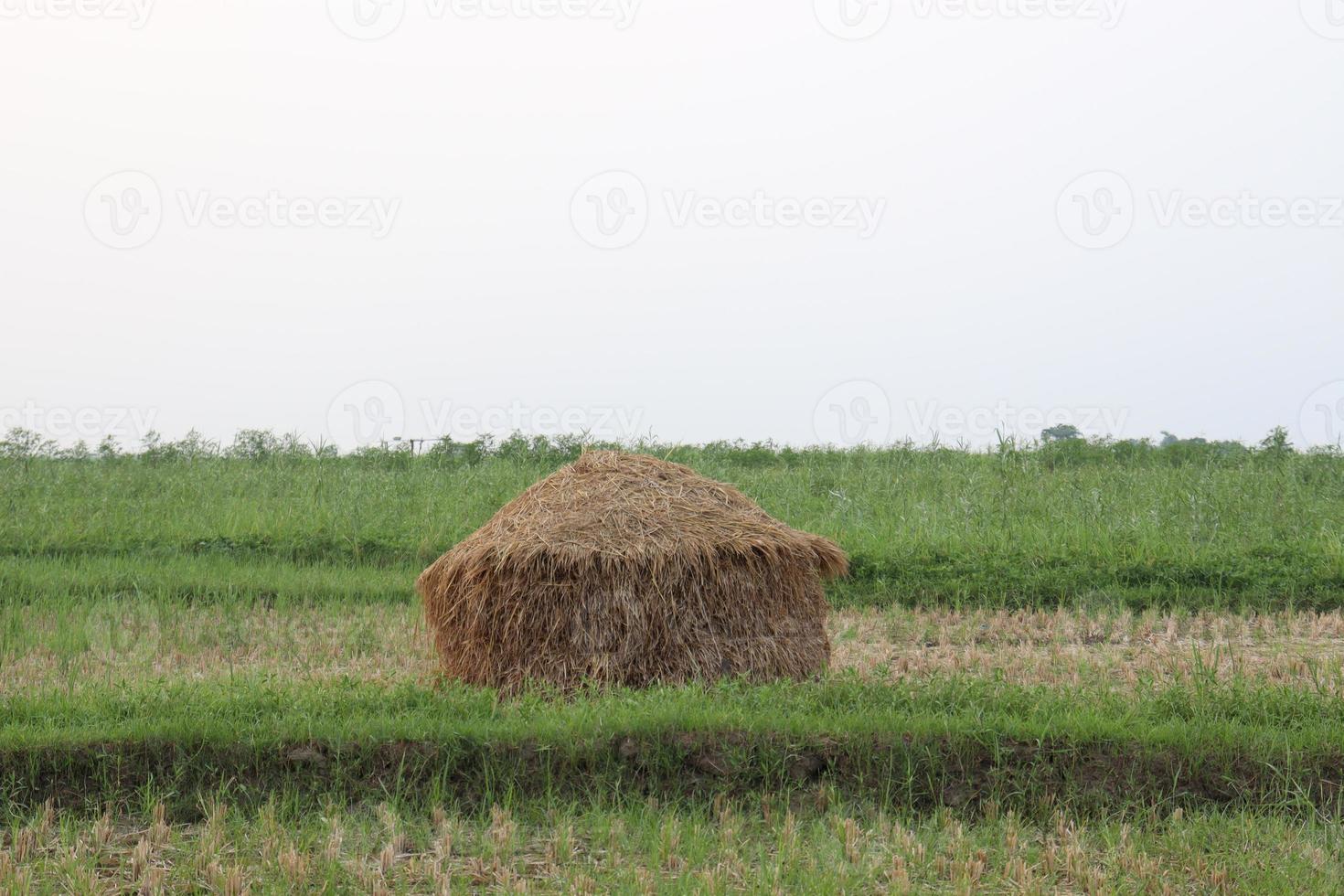 estoque de arroz seco na fazenda foto