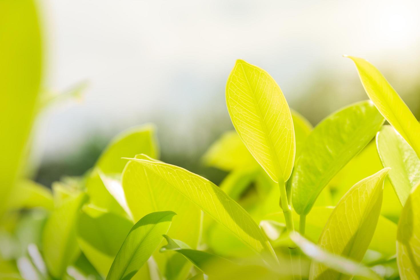 natureza deixa fundo verde no jardim na primavera sob o sol da manhã. papel de parede de paisagem de plantas verdes naturais. foto