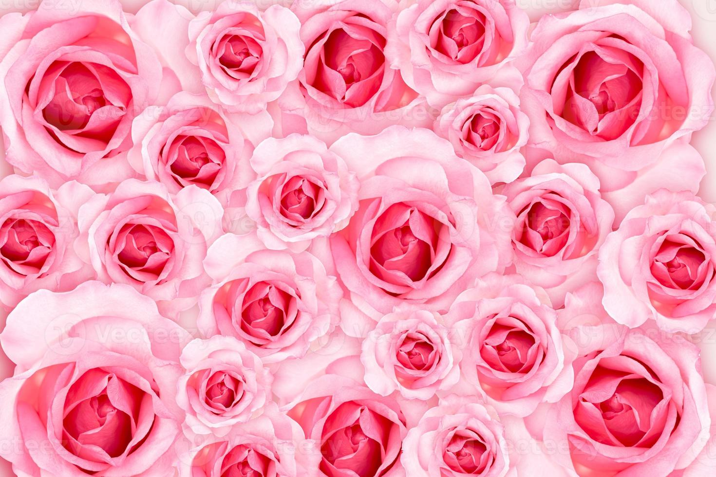 fundo abstrato. papel de parede de rosas cor de rosa de flores frescas. amor e dia dos namorados. foto