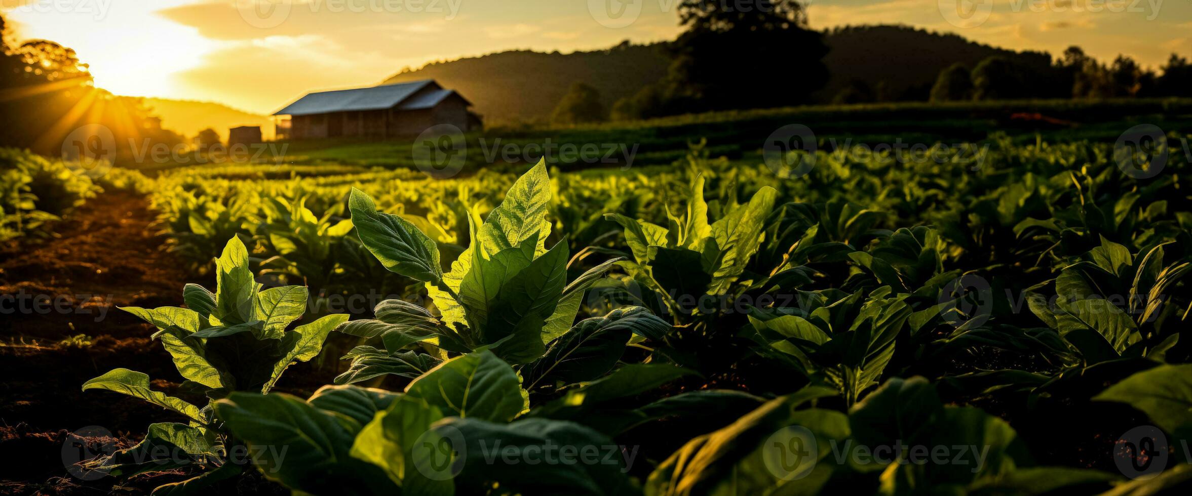 tabaco crescendo fazendas foto
