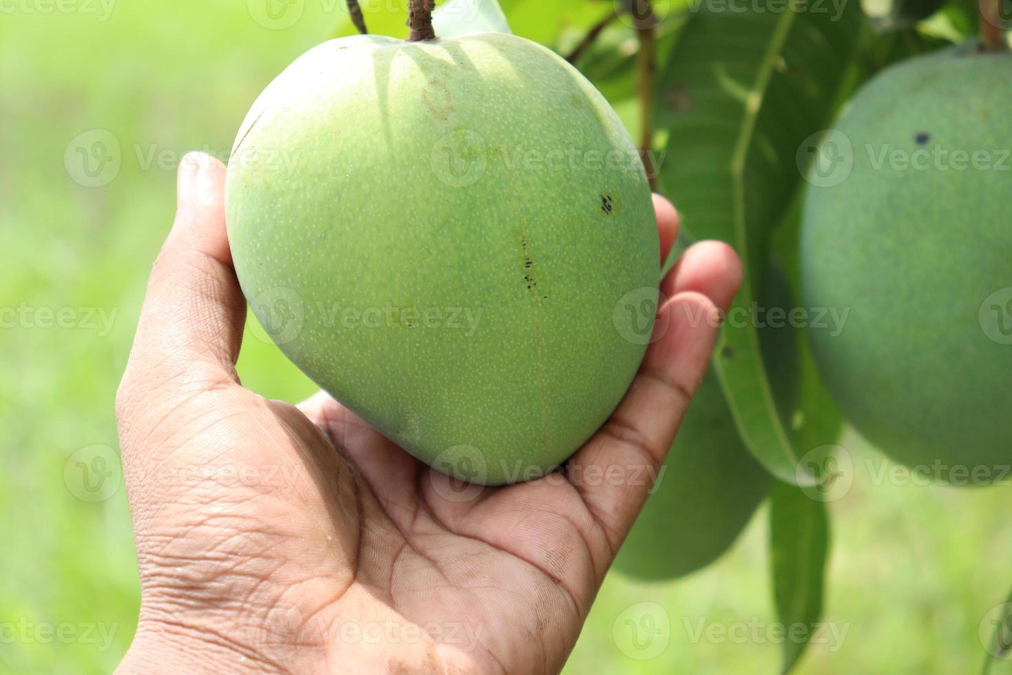 manga verde crua com a mão na firma foto