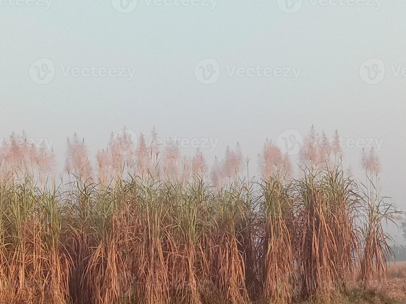 closeup firme de cana-de-açúcar no campo para a colheita foto