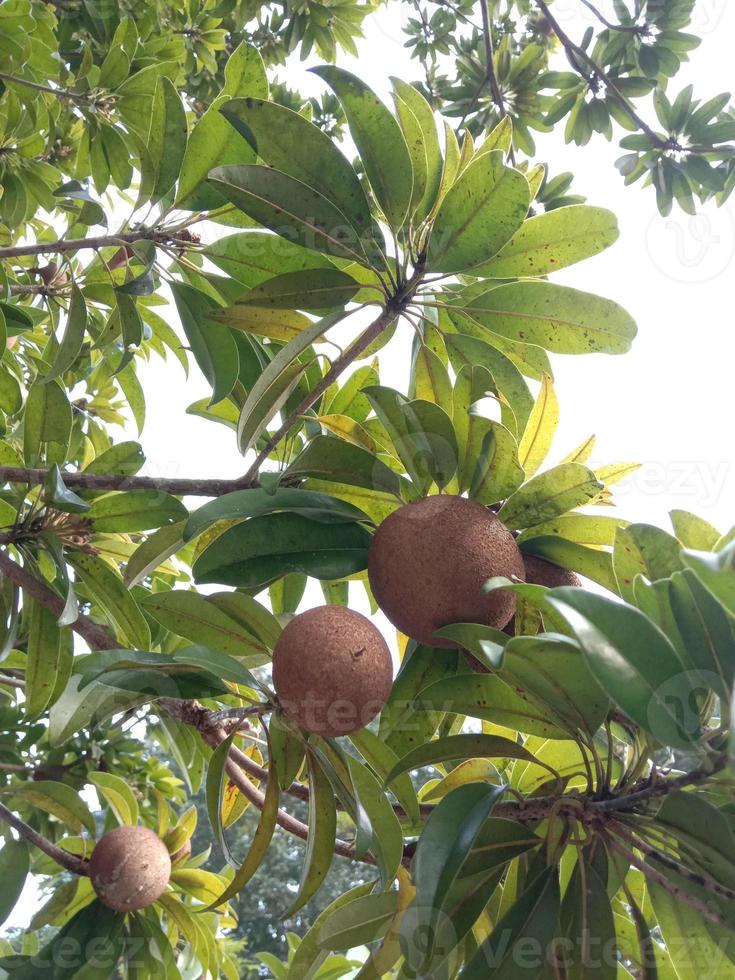 sapoti closeup em árvore na fazenda foto