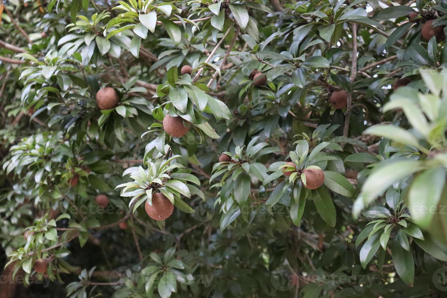 sapoti closeup em árvore na fazenda foto