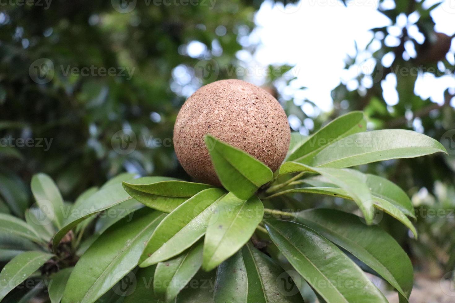 sapoti closeup em árvore na fazenda foto