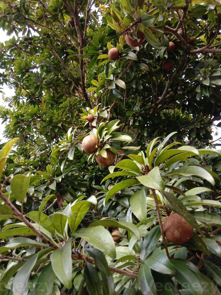 sapoti closeup em árvore na fazenda foto