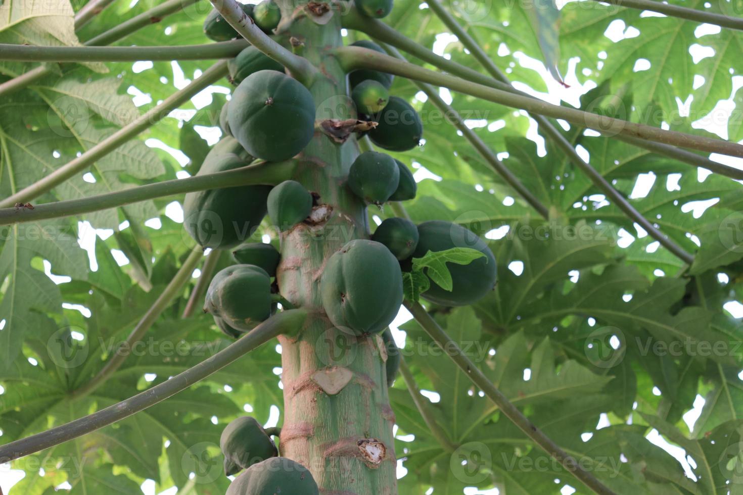 mamão verde saudável na árvore foto