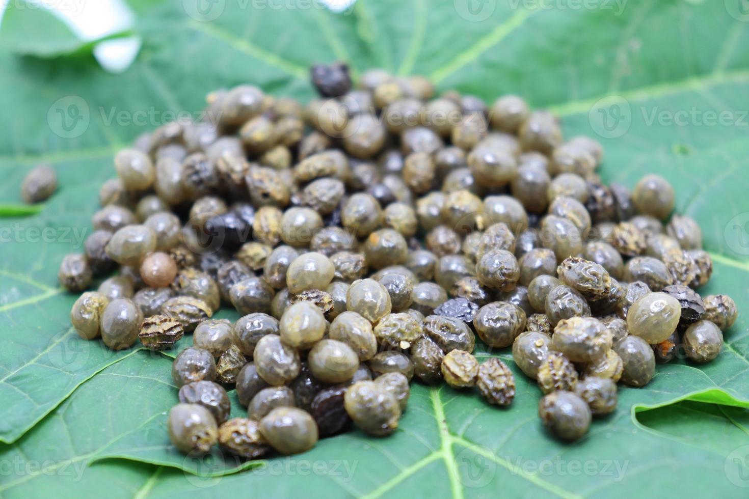 estoque de sementes de mamão na folha verde foto