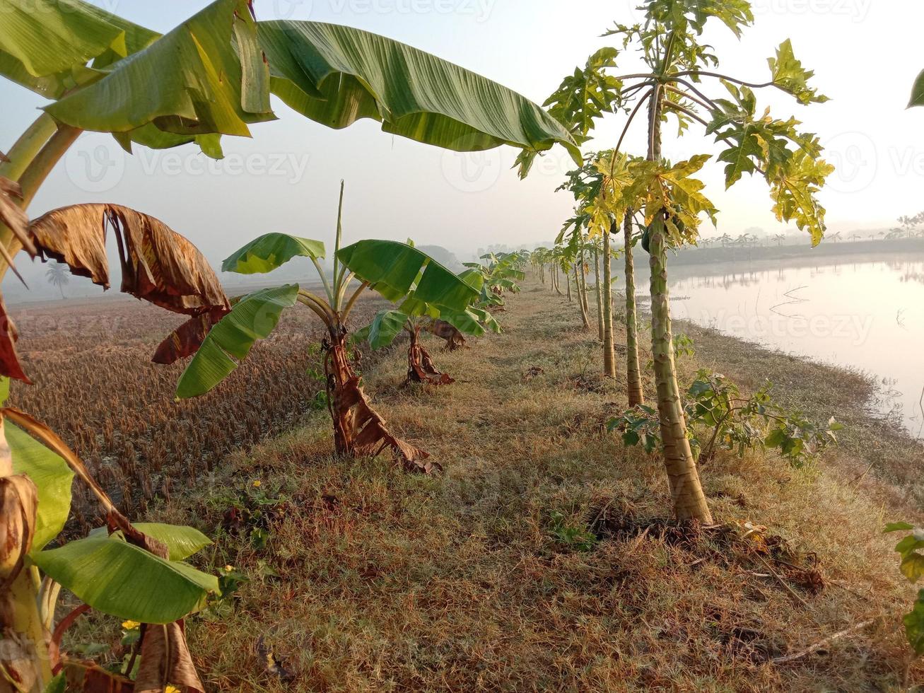 bananeira e mamão na fazenda foto