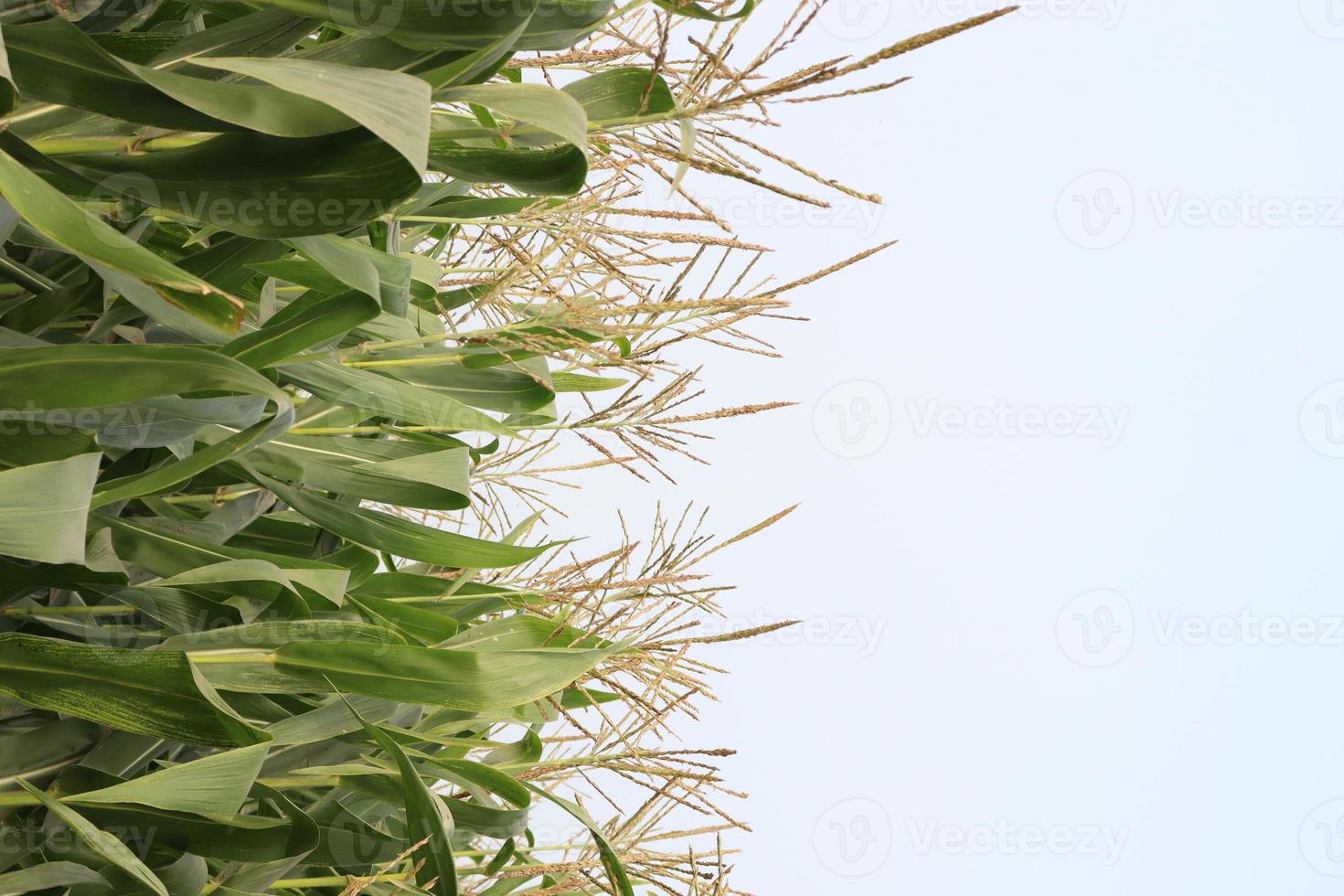 árvore de milho verde firme com flor foto