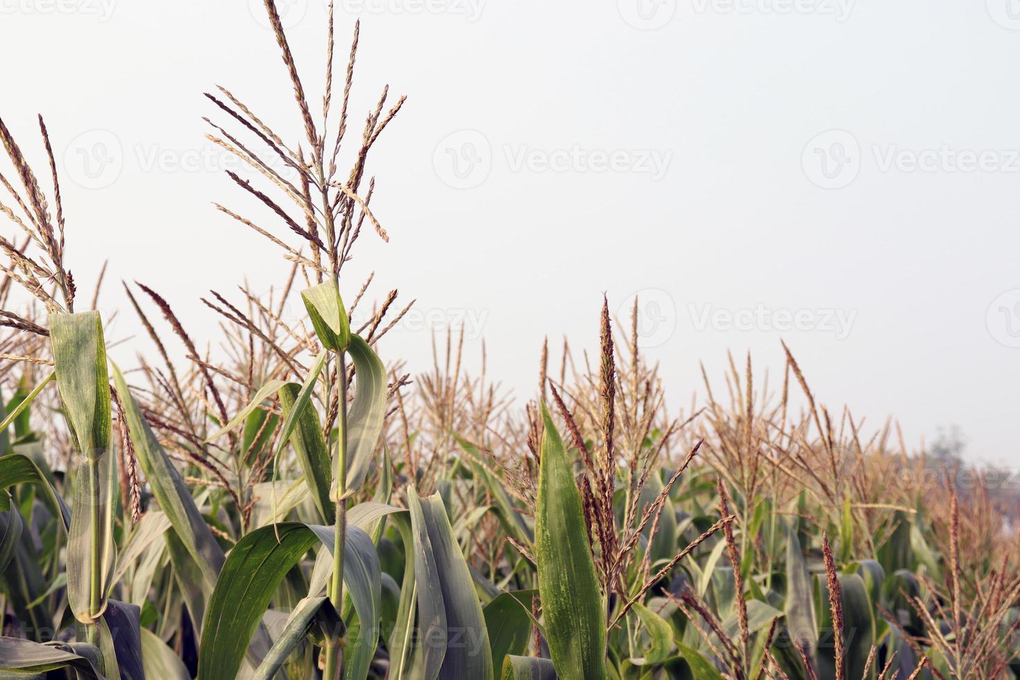 árvore de milho verde firme com flor foto