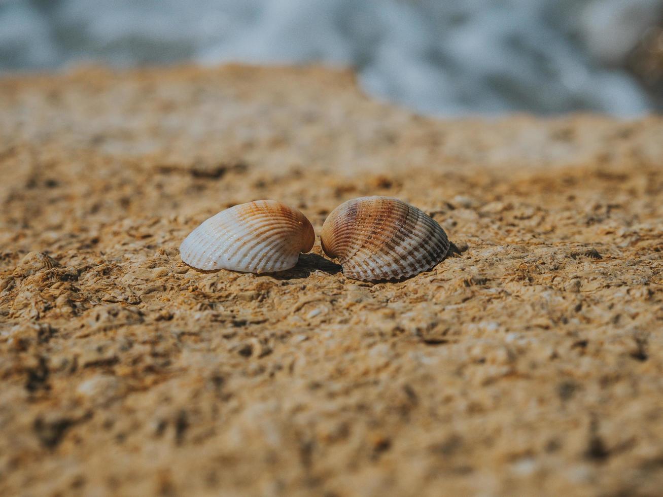 duas conchas do mar apaixonadas na pedra do mar em um dia ensolarado foto