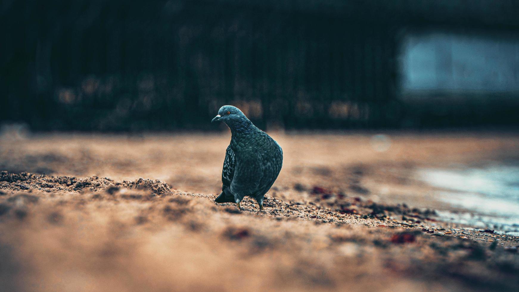 pombo na areia perto do mar foto