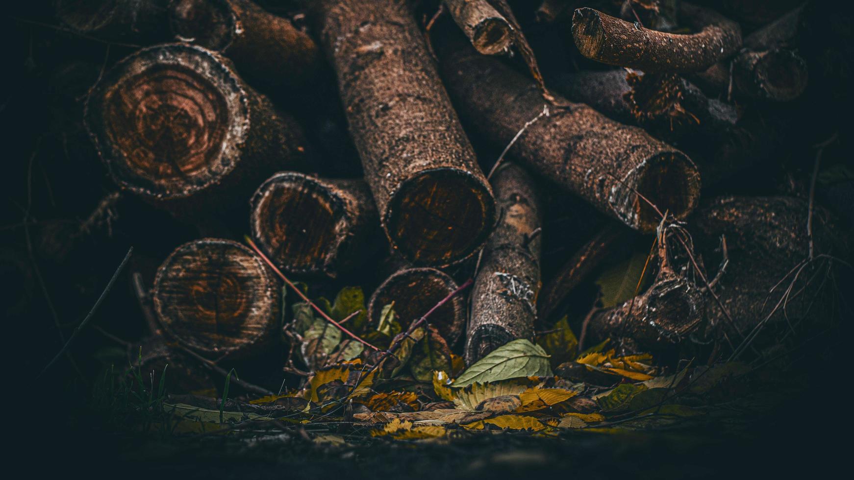 lenha seca em um fundo de folhagem de outono foto