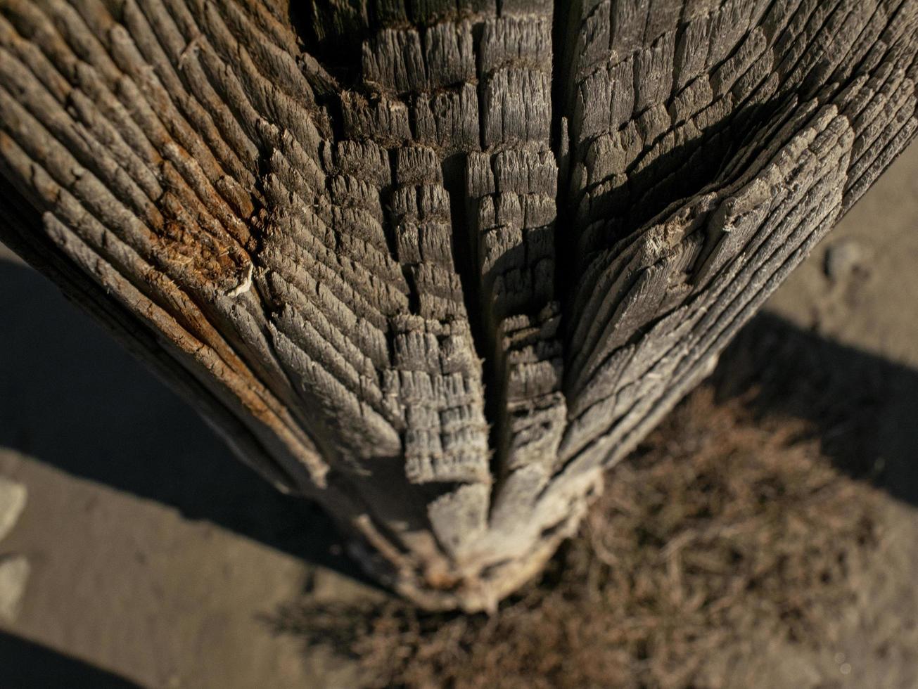 belo tronco de árvore seca natural. textura de madeira background.wood foto
