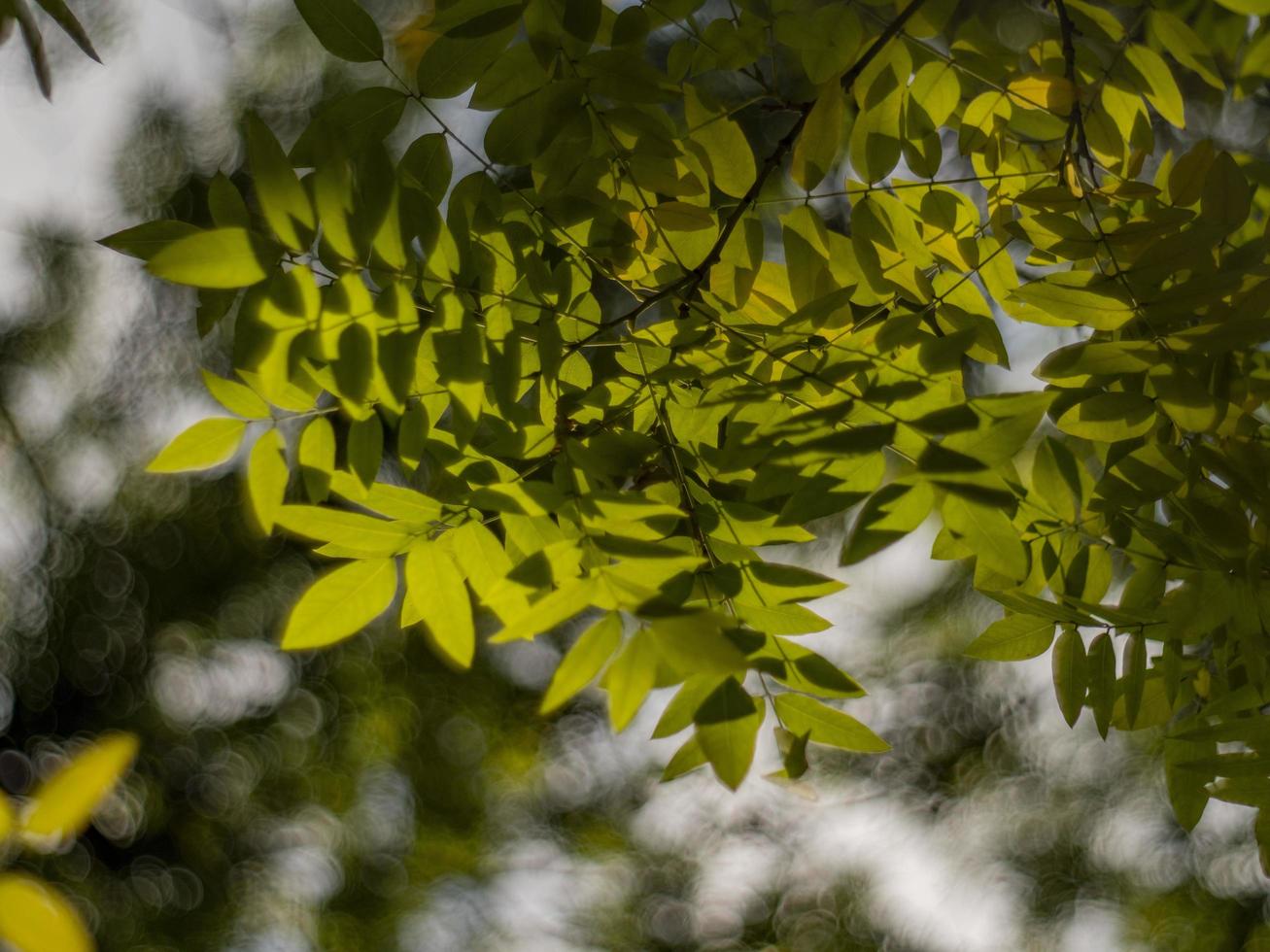 folhas amarelas do outono em um fundo desfocado foto