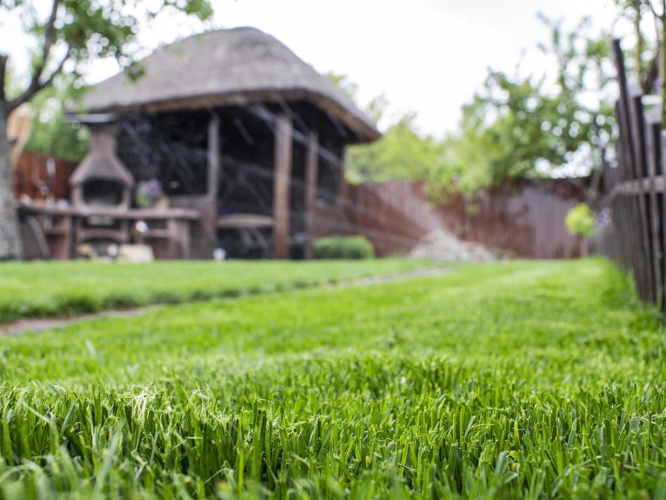 grama verde no quintal. trabalhos de rega do gramado. mandril de madeira foto