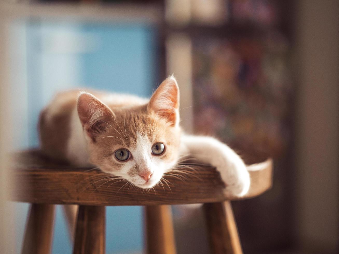 jovem gatinho com lindos olhos azuis com cor vermelho-branco foto