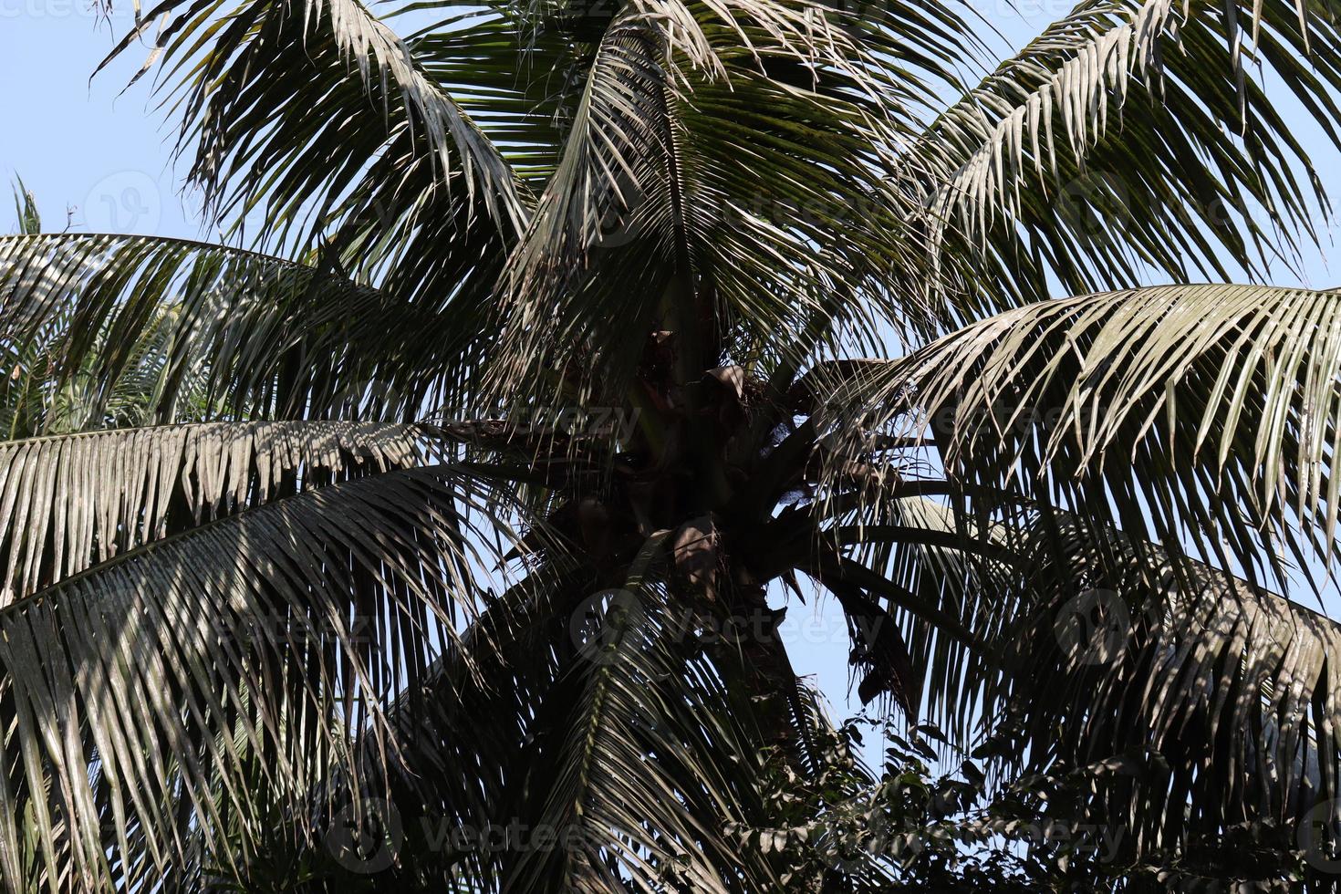 estoque de coco na empresa foto