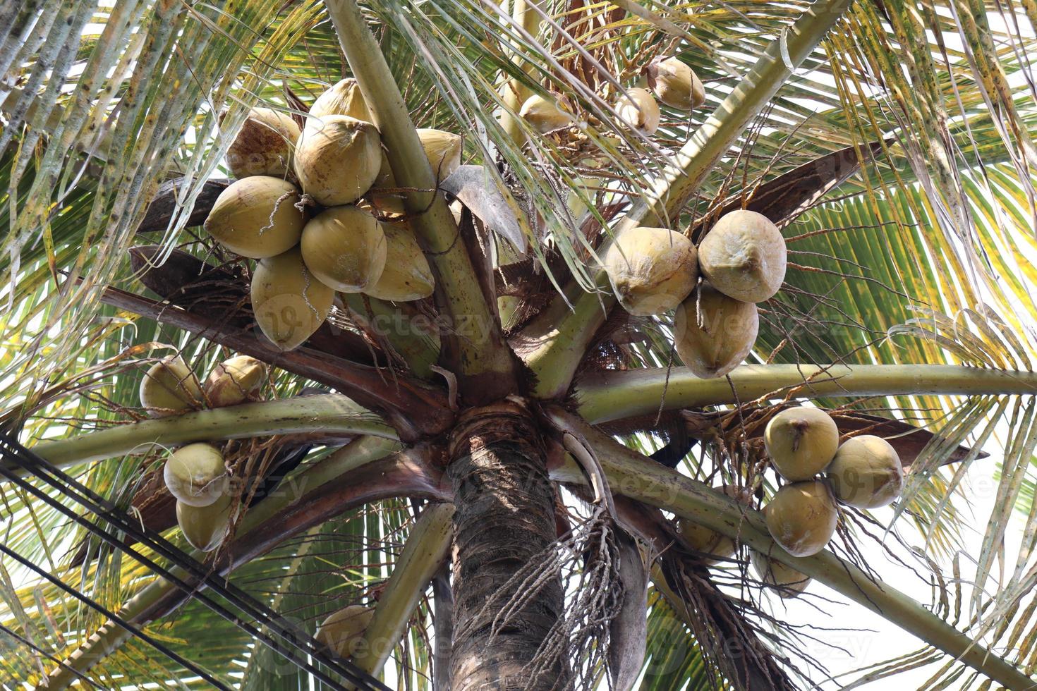 caldo de coco maduro na árvore foto