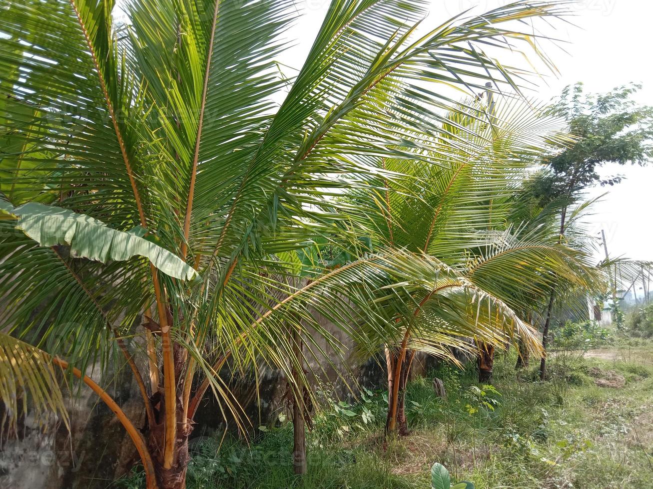 estoque de coco na empresa foto