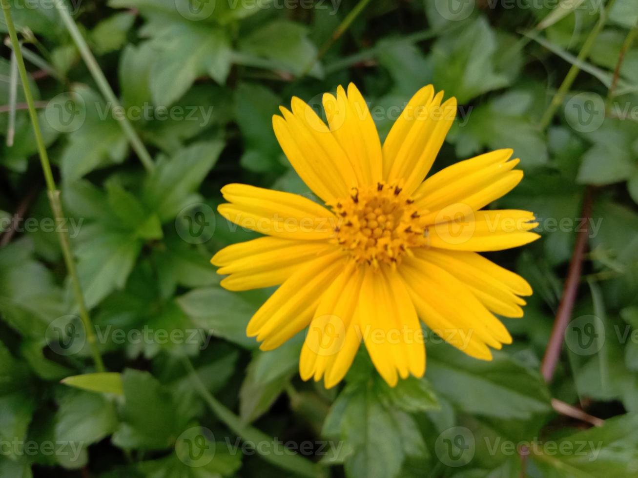 bela flor colorida amarela close up foto