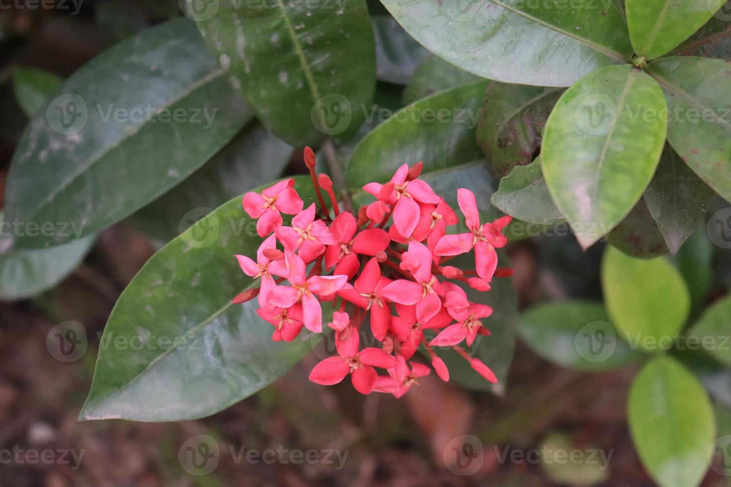 flor rosa na árvore foto