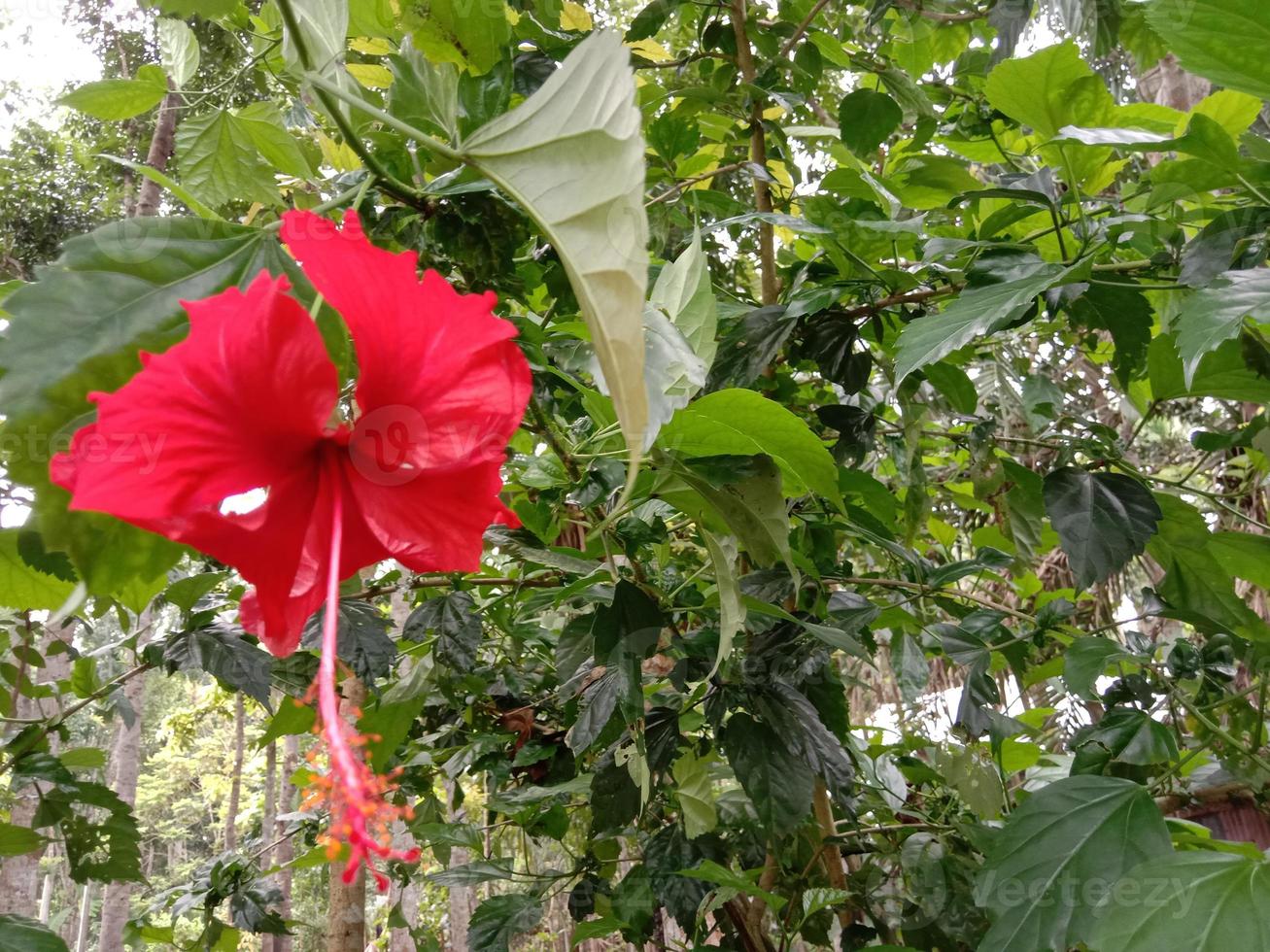 flor de cor vermelha com árvore verde foto