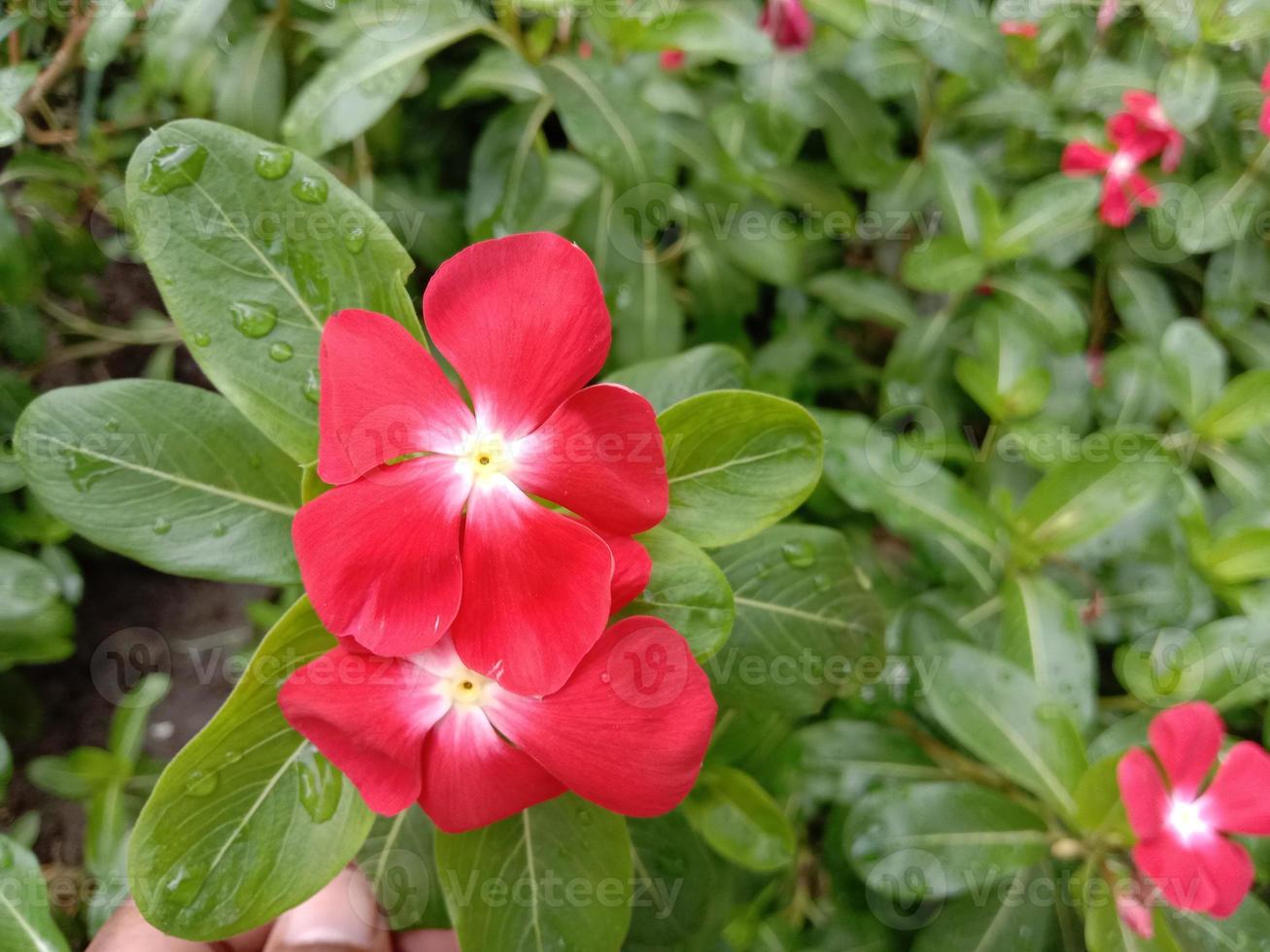 flor de cor vermelha com árvore verde foto