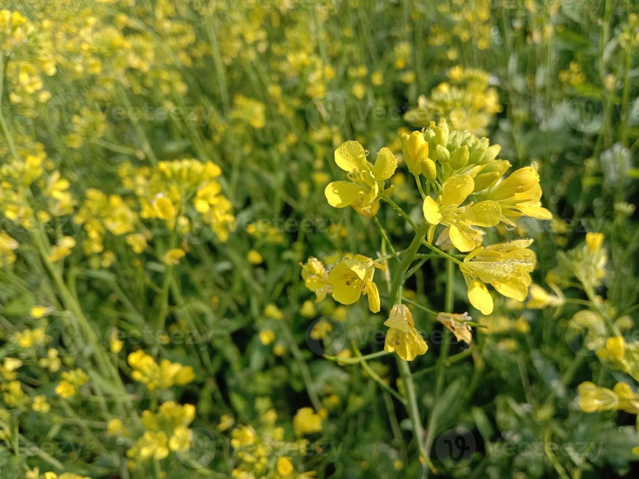 flor de mostarda amarela firme foto