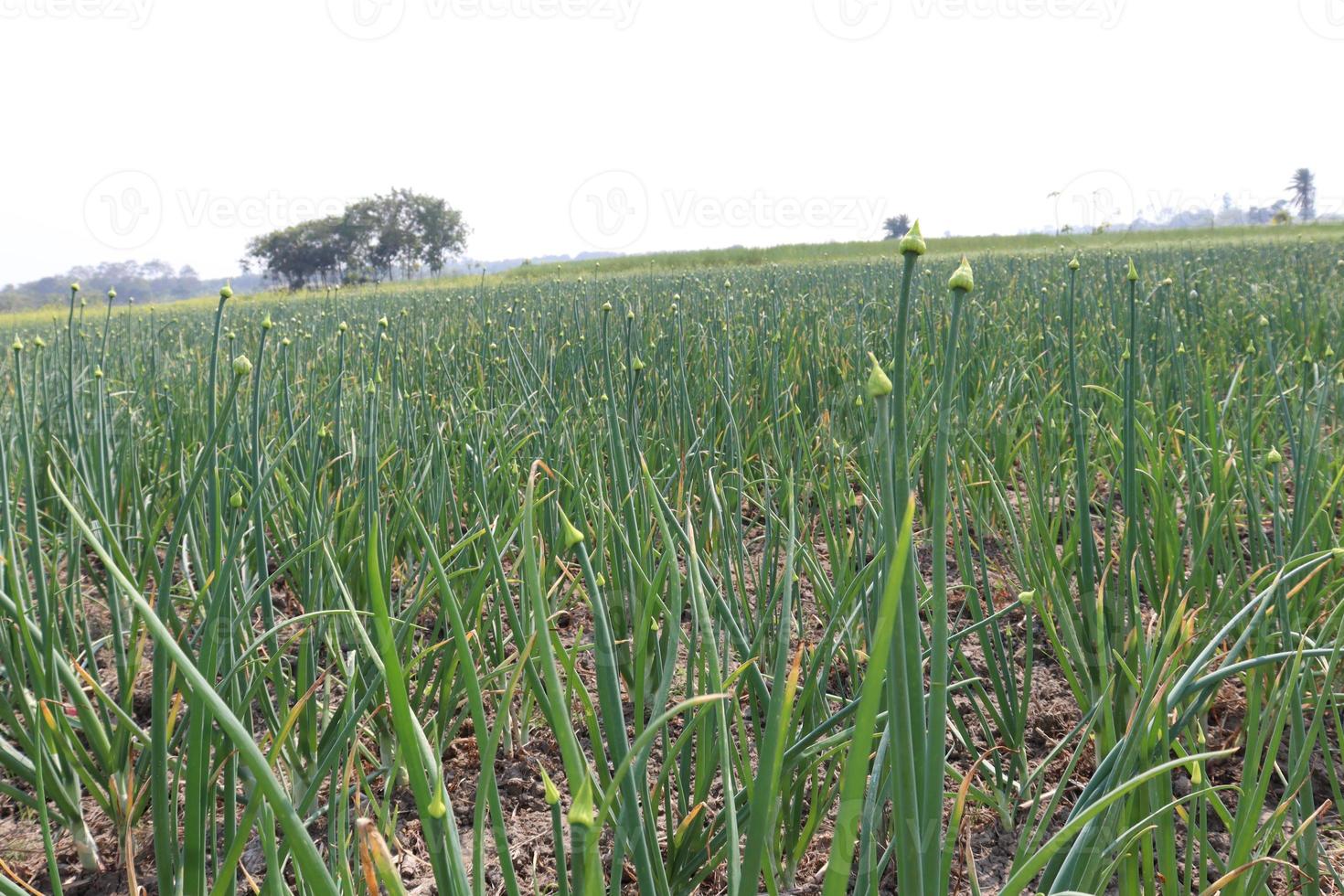 colheita de cebola verde firme foto