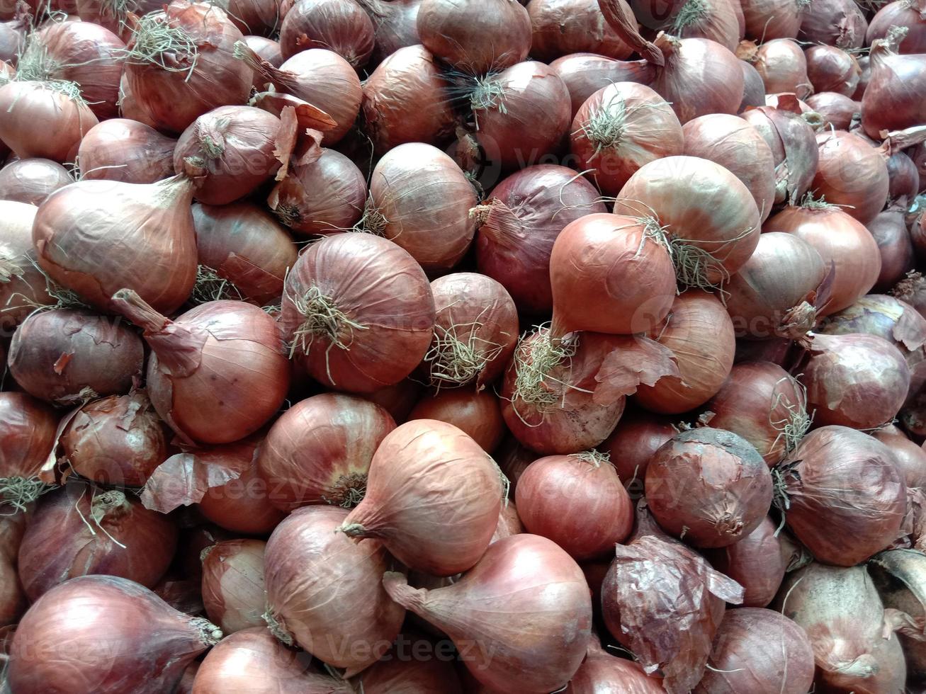 estoque de cebola saudável e picante na loja foto