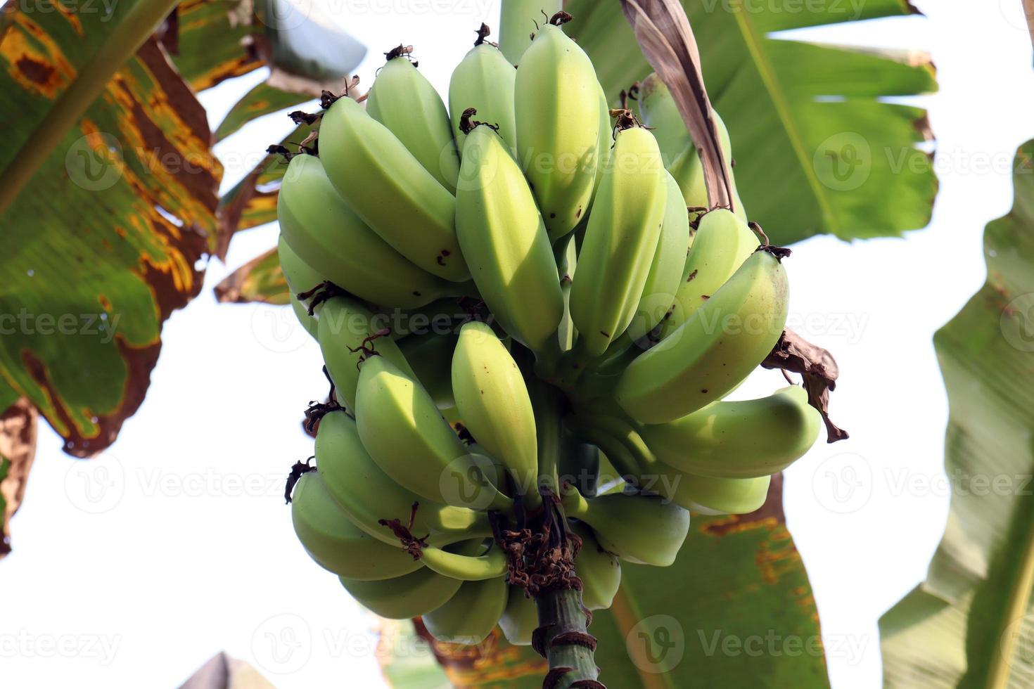 cacho de banana crua saborosa e saudável foto