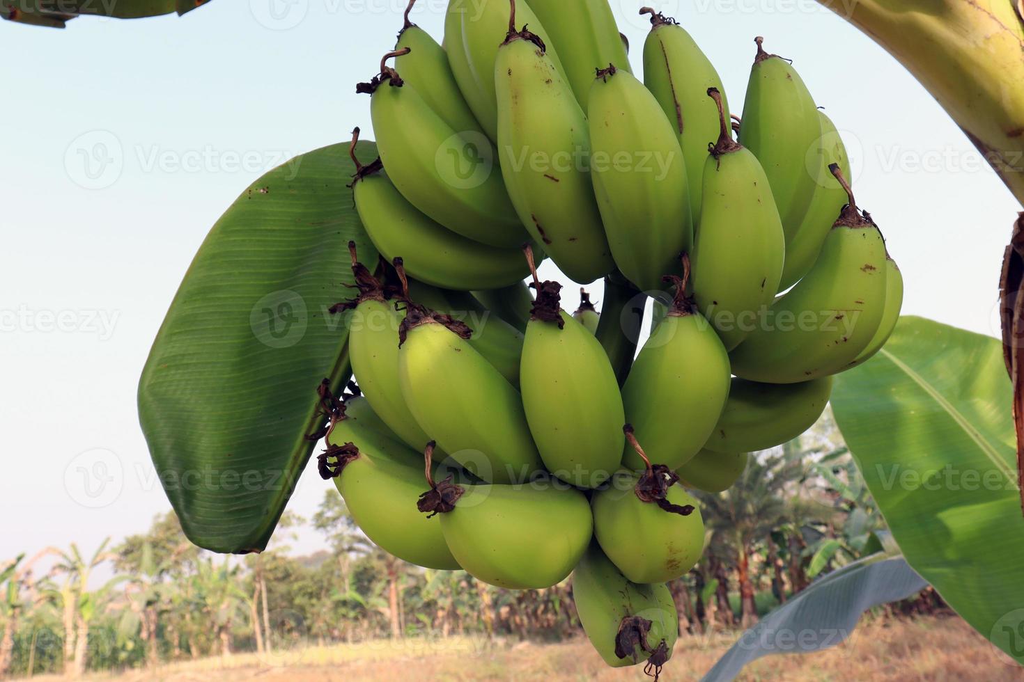 cacho de banana crua saborosa e saudável foto