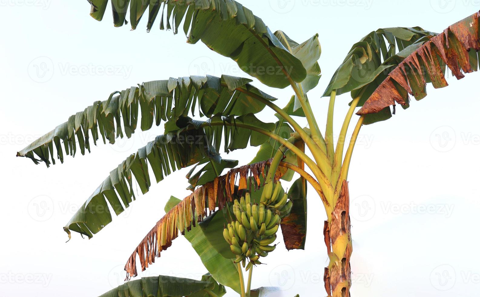 cacho de banana crua saudável na árvore foto