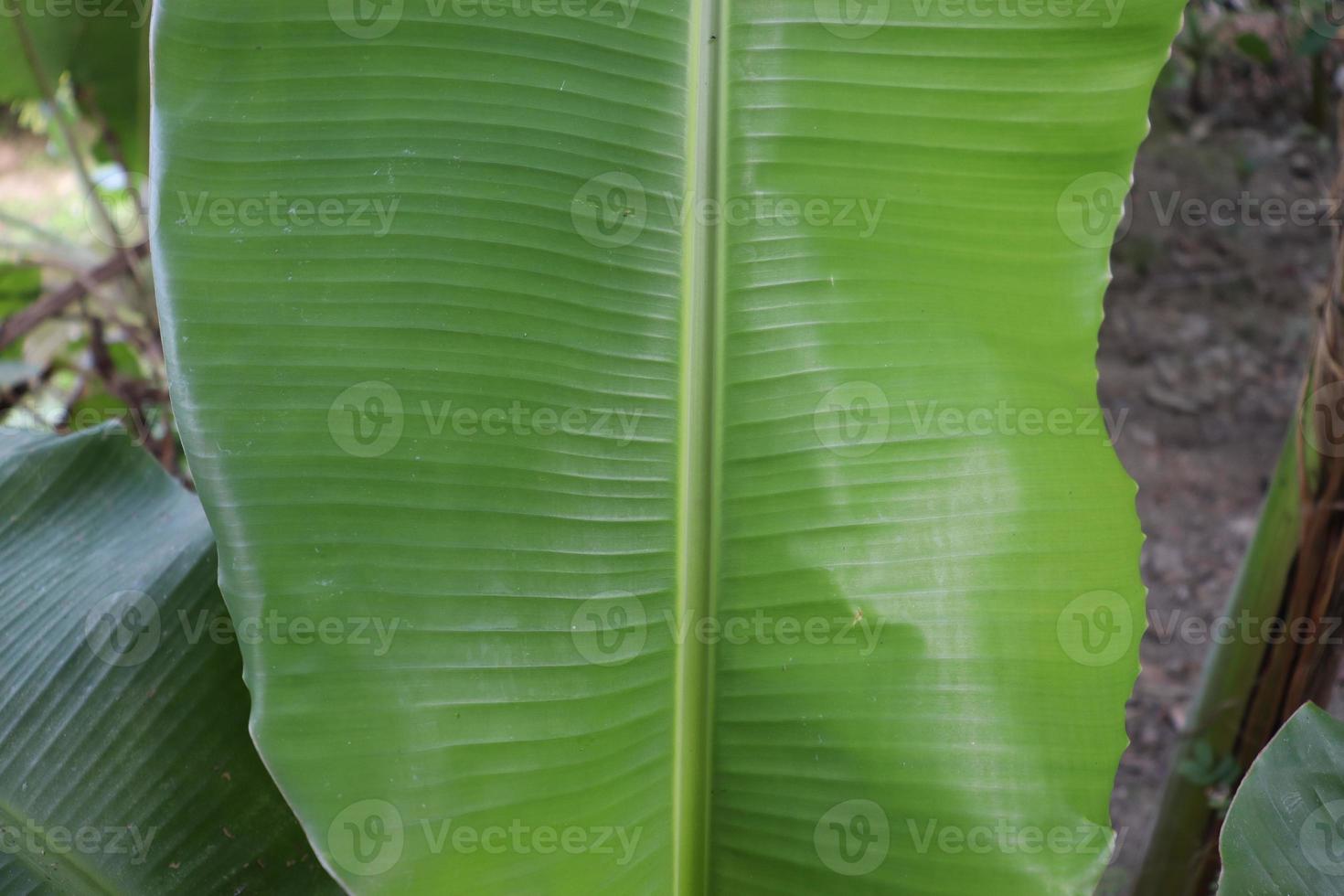 fundo de folha de bananeira de cor verde foto